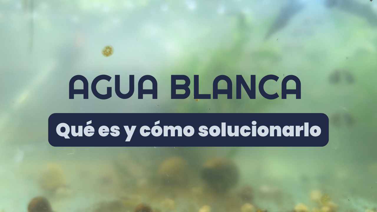 ¿Quedó Blanca el Agua de tu Acuario? 